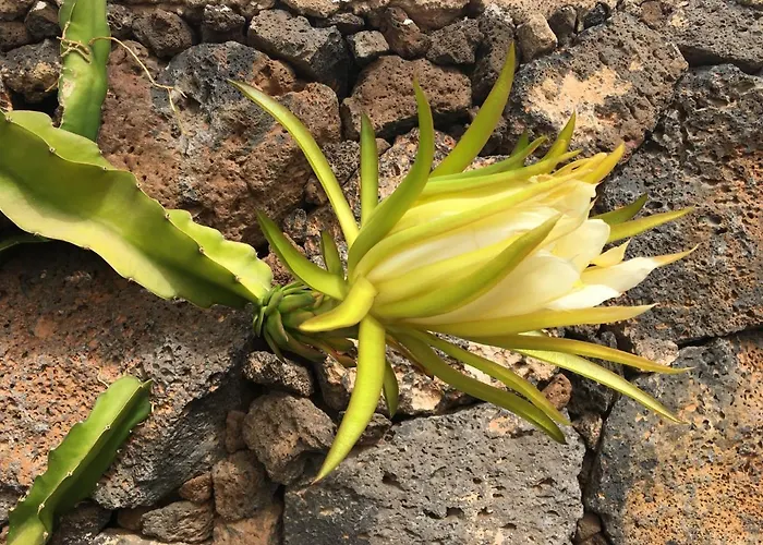 El Caserio De Gueime Con Piscina Climatizada Country house San Bartolome (Las Palmas)