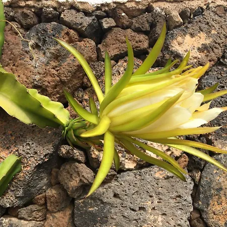 El Caserio De Gueime Con Piscina Climatizada Kır Evi San Bartolomé